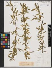 Foto von Salix alba L.